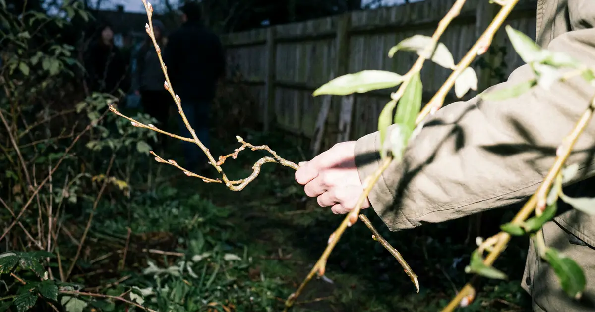 willow twig