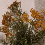 Вратигата (Tanacetum vulgare)