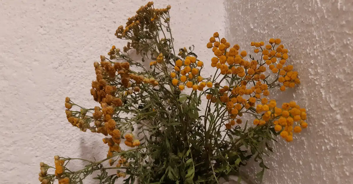 Вратигата (Tanacetum vulgare)
