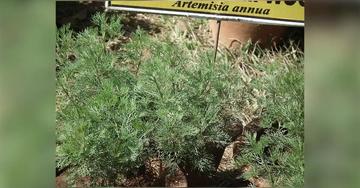 artemisia-annua