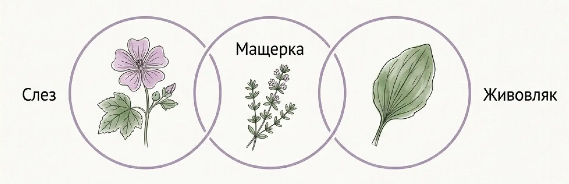 слез, мащерка и живовляк