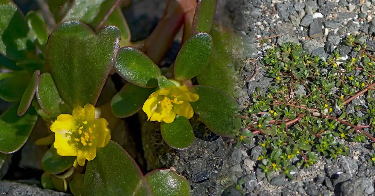 Тученица. Portulaca oleracea